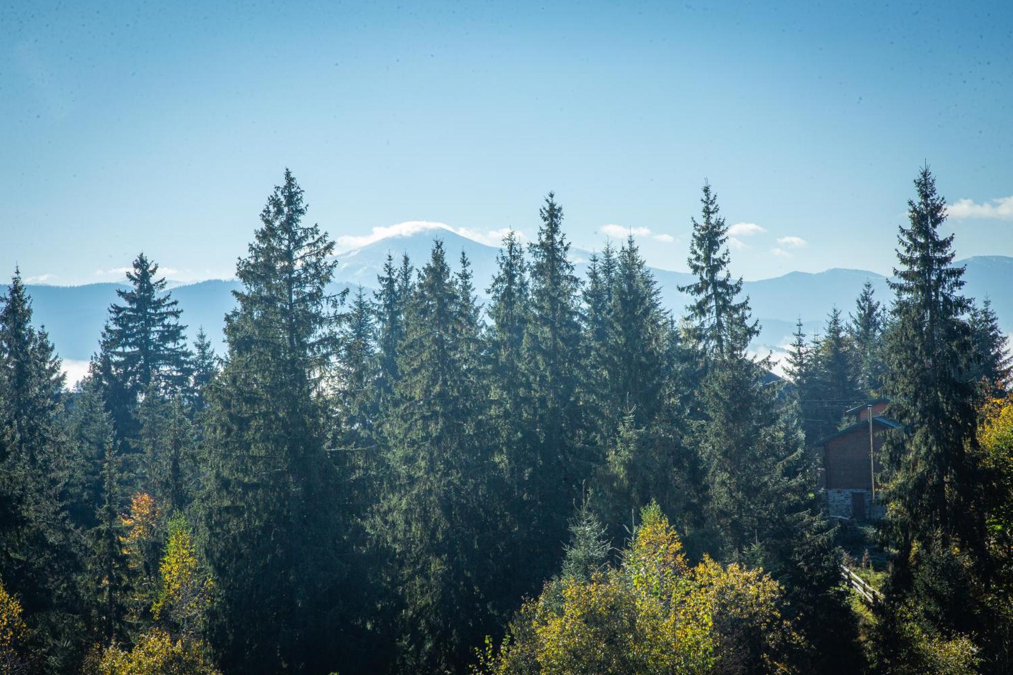 Rich Oak - Готель З Відкритим Панорамний Басейном Yablunytsya Exterior foto